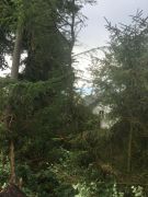 Baum droht auf Straße zu stürzen